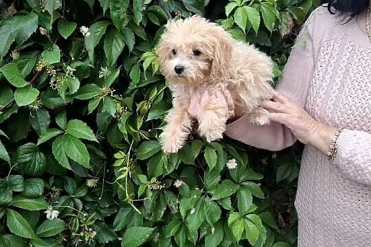 Maltipoo śliczne dwa pieski, Warmińsko-mazurskie, Ełk