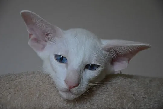 Kocięta orientalne białe
