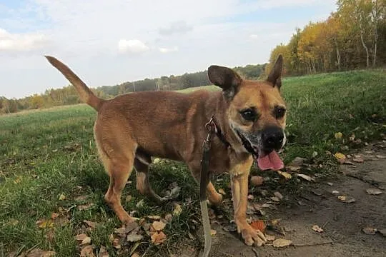 Rumcajs-średniej wielkości, bezproblemowy pies!, , Kłomnice