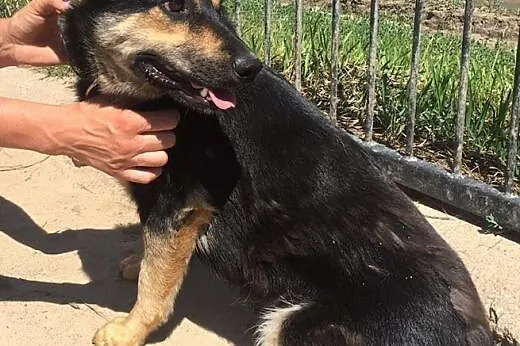1,5 roczna, wesoła KIWI - kocha ludzi, dzieci DO A