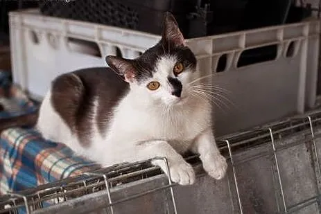 Kleksik - cudny, biało-dymny miziak do adopcji,  ł