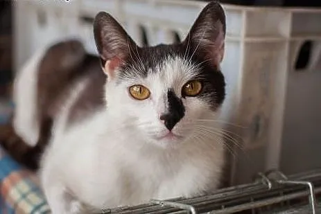 Kleksik - cudny, biało-dymny miziak do adopcji,  ł