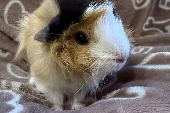 świnka morska cavia domowa SAMICA