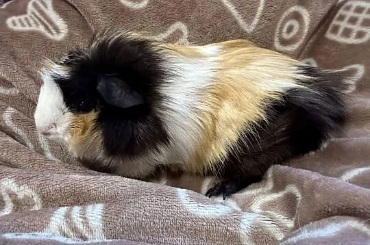 świnka morska cavia domowa SAMICA, Małopolskie, Koszyce Wielkie