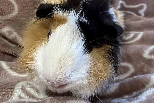 świnka morska cavia domowa SAMICA, Małopolskie, Koszyce Wielkie