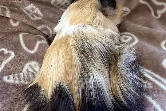 świnka morska cavia domowa SAMICA, Małopolskie, Koszyce Wielkie