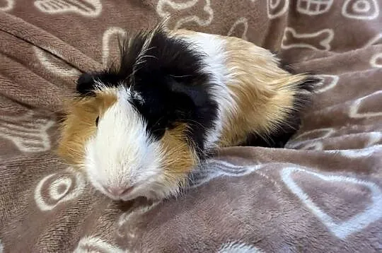 świnka morska cavia domowa SAMICA, Małopolskie, Koszyce Wielkie