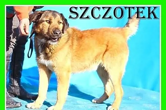 SZCZOTEK-duży 40 kg,energiczny,młody,przyjazny pies.ADOPCJA