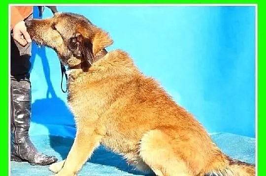 SZCZOTEK-duży 40 kg,energiczny,młody,przyjazny pie