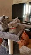 Brytyjski kocurek  : {{juliapietrzak54@gmail.com}]
