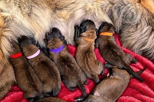 Leonberger leonberger– szczenięta ZKwP/FCI – hodowla SZACHAL