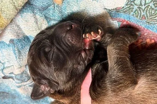 Leonberger leonberger– szczenięta ZKwP/FCI – hodowla SZACHAL, Dolnośląskie, Stronie Śląskie