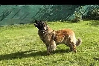 Leonberger leonberger– szczenięta ZKwP/FCI – hodowla SZACHAL, Dolnośląskie, Stronie Śląskie