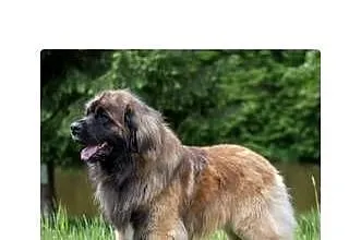 Leonberger leonberger– szczenięta ZKwP/FCI – hodowla SZACHAL, Dolnośląskie, Stronie Śląskie