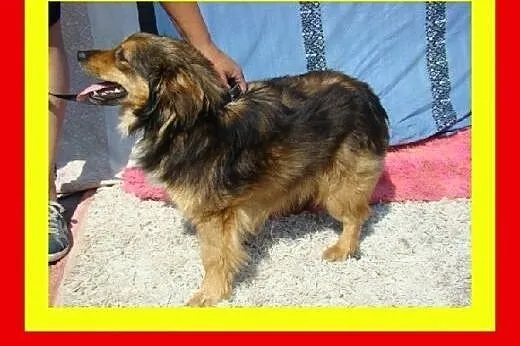 Kotolubny,dzieciolubny,mały,przytulaśny,kudłaty piesek KULEK.,  małopolskie Kraków