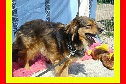 Kotolubny,dzieciolubny,mały,przytulaśny,kudłaty pi