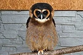 strix leptogrammica para