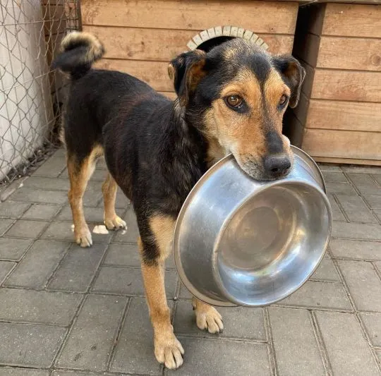 Babuleńka Tedzia szuka tego jedynego domu!  Tedzia to starsza, niewielka, około 10 letnia suczka. Do, , Warszawa