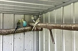 Papugi faliste , Unisław