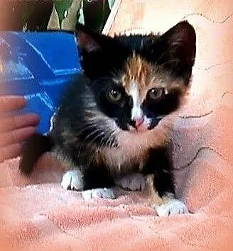 Trikolorka 7-8 tyg,przytulanka,adopcja!!!, święto
