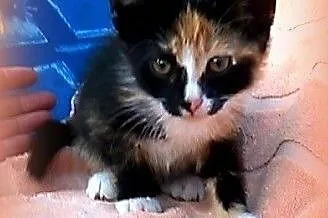 Trikolorka 7-8 tyg,przytulanka,adopcja!!!,  święto