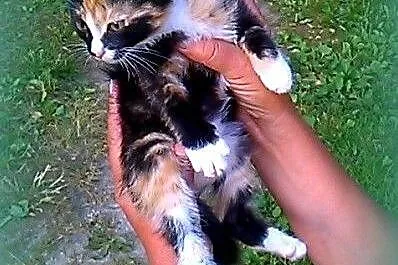 Trikolorka 7-8 tyg,przytulanka,adopcja!!!,  święto