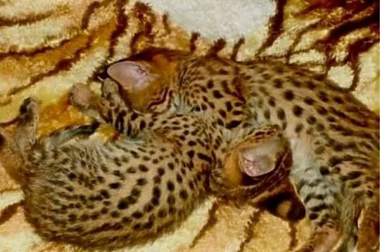 Zachwycające Karakale oraz Młode Serwale i Savannah – Dostępne Kocięta, Wielkopolskie, Chodzież