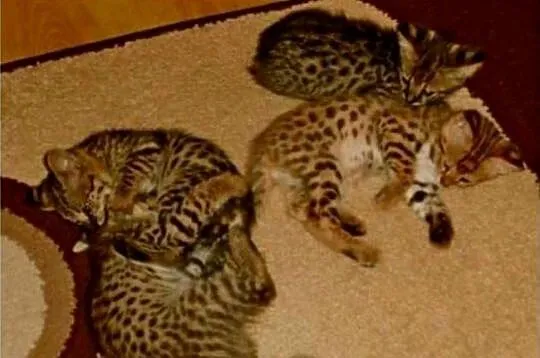 Zachwycające Karakale oraz Młode Serwale i Savannah – Dostępne Kocięta, Wielkopolskie, Chodzież