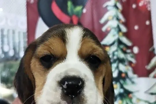 Szczenięta rasy Beagle rodowodowe, profil DNA