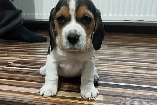 Szczenięta rasy Beagle rodowodowe, profil DNA, Kujawsko-pomorskie, Włocławek