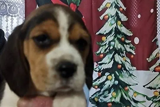 Szczenięta rasy Beagle rodowodowe, profil DNA, Kujawsko-pomorskie, Włocławek
