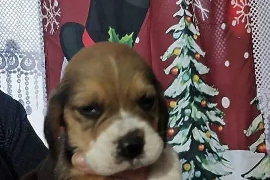 Szczenięta rasy Beagle rodowodowe, profil DNA, Kujawsko-pomorskie, Włocławek