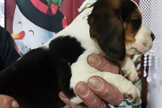 Szczenięta rasy Beagle rodowodowe, profil DNA, Kujawsko-pomorskie, Włocławek