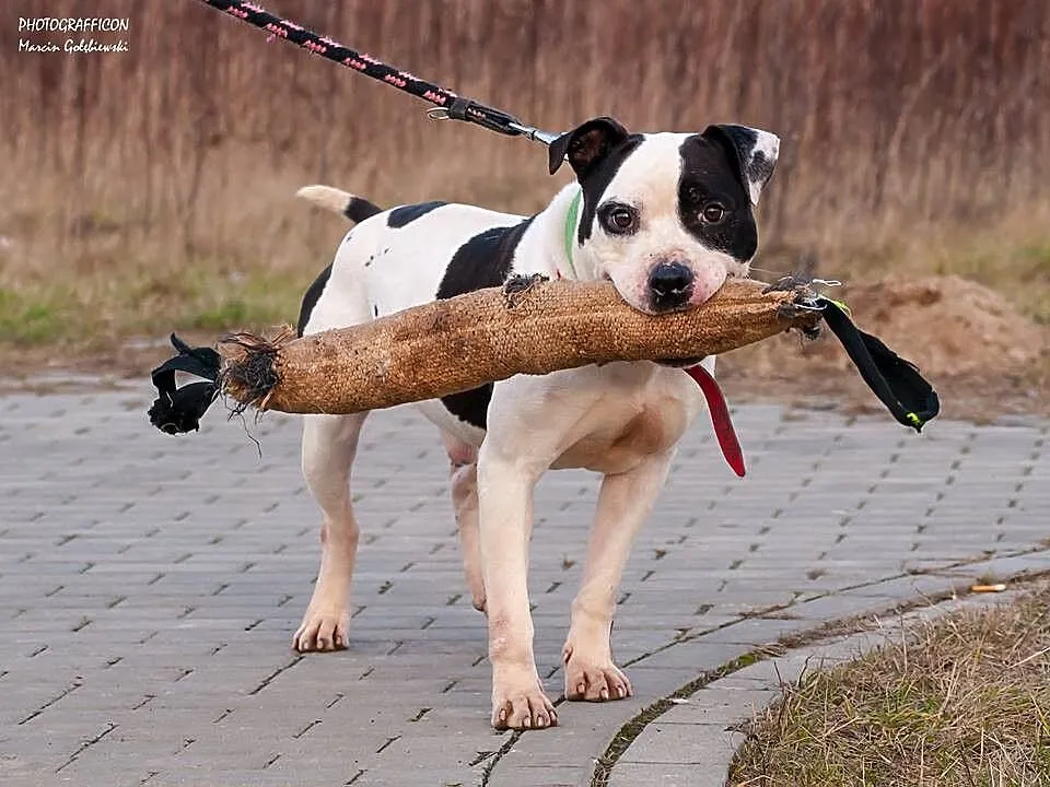 Krówek, to około 8 letni psiak w typie amstaffa_