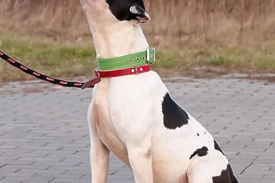 Krówek, to około 8 letni psiak w typie amstaffa_