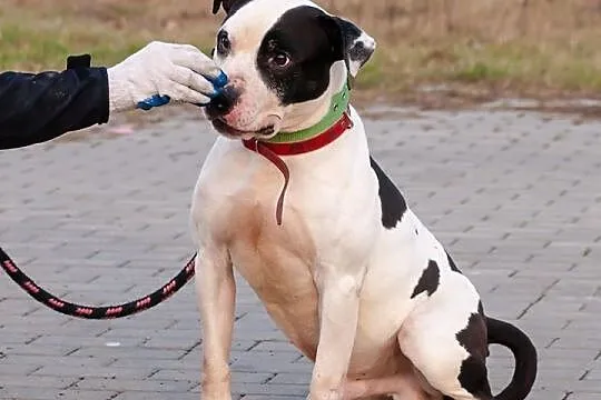 Krówek, to około 8 letni psiak w typie amstaffa_