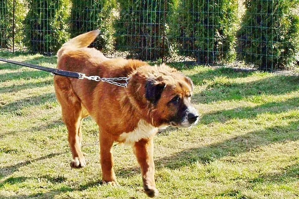 Bigos. Moskiewski stróżujacy . Szuka domu do pilno