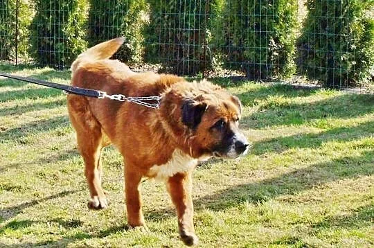 Bigos. Moskiewski stróżujacy . Szuka domu do pilno