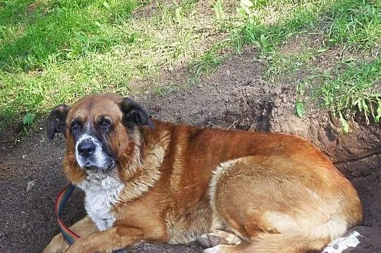 Bigos. Moskiewski stróżujacy . Szuka domu do pilno