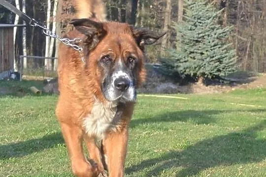 Bigos. Moskiewski stróżujacy . Szuka domu do pilno