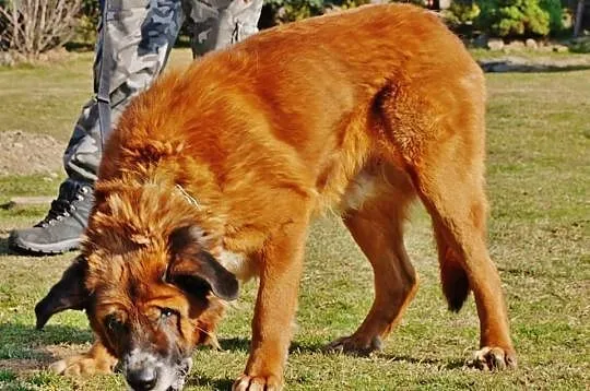 Bigos. Moskiewski stróżujacy . Szuka domu do pilno