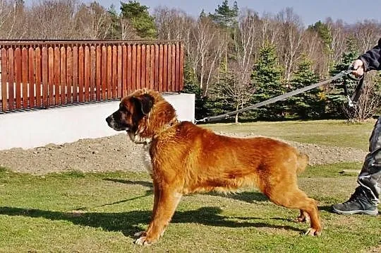 Bigos. Moskiewski stróżujacy . Szuka domu do pilno