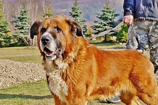 Bigos. Moskiewski stróżujacy . Szuka domu do pilno
