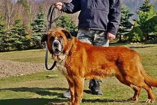 Bigos. Moskiewski stróżujacy . Szuka domu do pilno