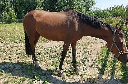 Klacz do hodowli sprzedaż lub zamiana