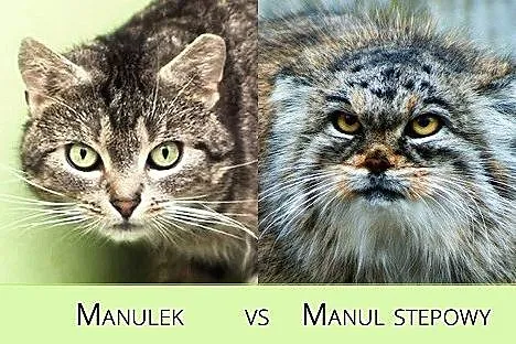 Manul vs manul stepowy