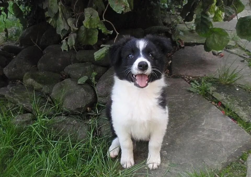 Border Collie - szczeniaki