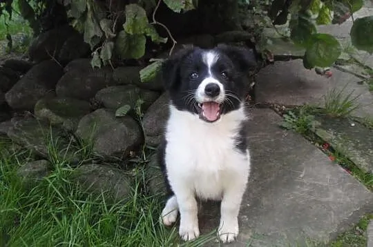Border Collie - szczeniaki
