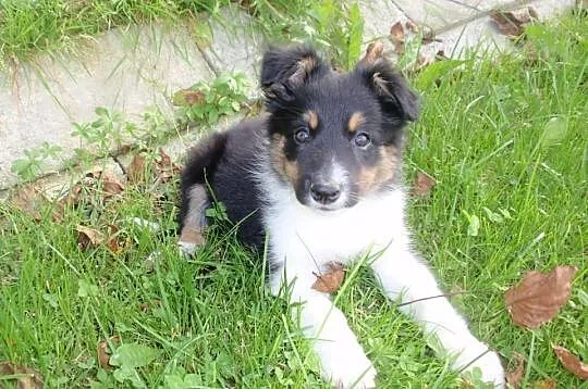 Border Collie - szczeniaki