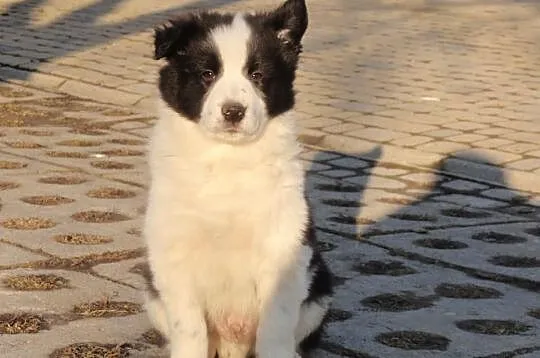 Border Collie - szczeniaki